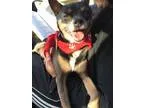 Adopt marcus a BrownChocolate Terrier (Unknown Type Small)  Mixe