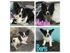 Adopt Nalalia a Papillon