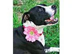Adopt Tinkerbell a Black - with White Pit Bull Terrier  Mixed do