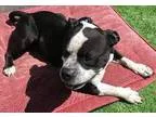 Adopt Luciano a Black - with White American Pit Bull Terrier  Te