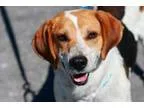 Adopt Rescue Sam a Beagle