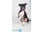 Adopt Kayla a Pit Bull Terrier  Mixed dog in Irving TX (15029153
