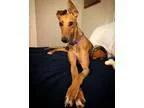 Adopt Peggy a RedGoldenOrangeCh estnut - with White Greyhound  M