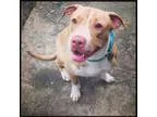 Adopt Khaleesi a Pit Bull Terrier