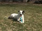 Adopt Denim Dane a Pit Bull Terrier Staffordshire Bull Terrier