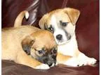 Adopt Sheltie Mix Puppies a RedGoldenOrangeCh estnut - with Whit