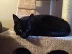 Adopt Dominique a All Black Domestic Shorthair  Mixed (short coa