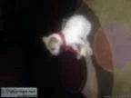 Mixed puppy found