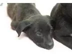 Adopt SASHA a Black Pit Bull Terrier  Mixed dog in Humble TX (13
