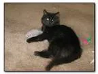 Adopt ACE a All Black Domestic Longhair  Mixed cat in Hamilton N