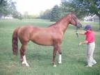 First Classs Oldenburg NA broodmare Sadly must sell lease