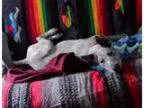Adopt Bandit a Australian Cattle Dog (Blue Heeler) Bull Terrier