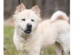 Adopt Cleo a White Chow Chow  Mixed dog in Reisterstown MD (1517