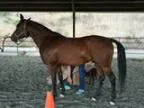 CMK Crabbet Arabian for sale