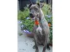 Adopt Cinnamon Roll a Brindle Boston Terrier  Mixed dog in Yukon