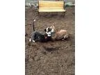 Adopt Simon a Bull Terrier