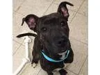 Adopt Nevada-Puppy a BrownChocolate - with White Terrier (Unknow