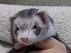 Adopt Lulu a Ferret
