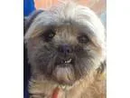 Adopt BRIE (video) a TanYellowFawn - with Black Pekingese  Shih 