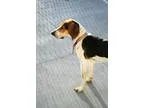 Adopt Montana a Tricolor (TanBrown and Black and White) Treeing 