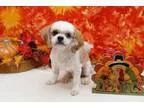 Adopt East Ranger Turner Turner a Shih Tzu