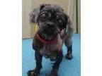 Adopt Cita Ranger a Shih Tzu
