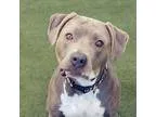 Adopt Pearl a American Staffordshire Terrier  Boxer  Mixed dog i