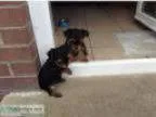 male teacup yorkshire terriers