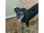 Adopt Bo a Black - with Tan Yellow or Fawn Labrador Retriever  G