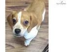 female beagle