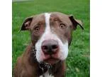 Adopt Jeff a Pit Bull Terrier