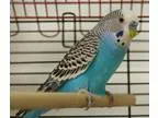 Adopt Sebastian a Parakeet (Other)
