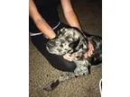 Adopt Aries a Catahoula Leopard Dog