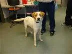 Adopt Barlow a Australian Cattle Dog (Blue Heeler)