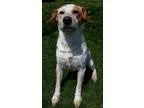 Adopt Dexter a Australian Cattle Dog (Blue Heeler)