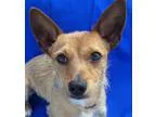 Adopt COOPER a Tricolor (TanBrown and Black and White) Plott Hou
