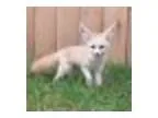 Foxy Cinco de Mayo at Endangered Wolf Center