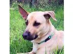 Adopt Bailey a TanYellowFawn - with Black German Shepherd Dog  L