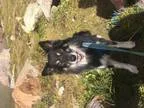 Adopt Sven a Australian Shepherd Husky