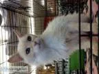 Manini - Female Siamese