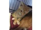 Adopt Dyson a Domestic Shorthair cat in Wilmington NC (15346906)