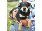 Adopt Quincy a Black - with Tan Yellow or Fawn Miniature Pinsche