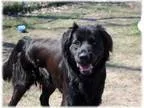 Adopt Apollo a Black Retriever (Unknown Type)  Mixed dog in Well
