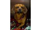 Adopt Red a Dachshund
