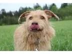 Adopt Billy-Just Arrived from Puerto Rico a Terrier