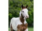 APHA Bay Tovero Stud Colt for Sale   ...