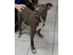 Adopt Packer a BrownChocolate Pit Bull Terrier  Mixed dog in Row