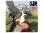 Adopt Ollie a Greater Swiss Mountain Dog