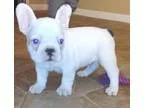 AKC English Bulldog puppies Amazing Quality and structure