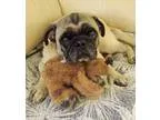 Adopt Moye a Pug
